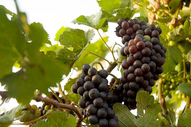 indian_grapes_wine_ninjas