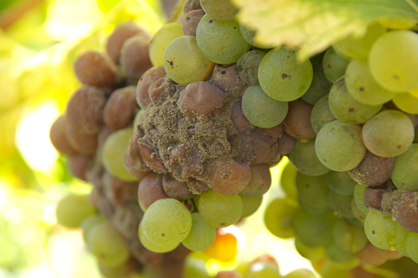 Noble Rot grapes