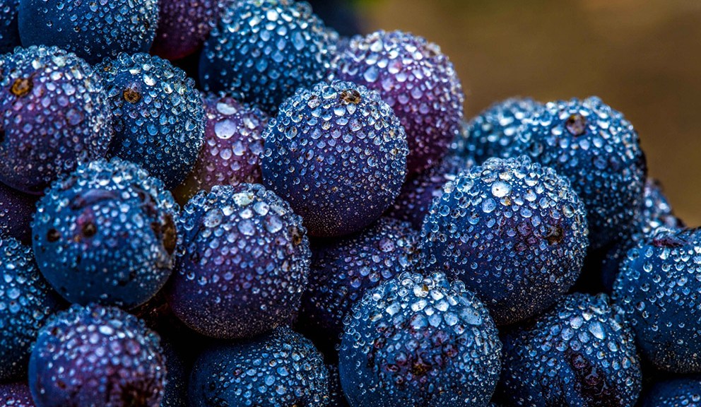 wine photographer of the year 2018