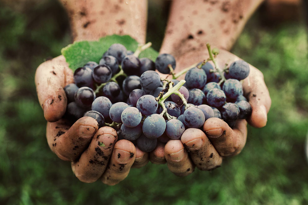 worlds healthiest red wine