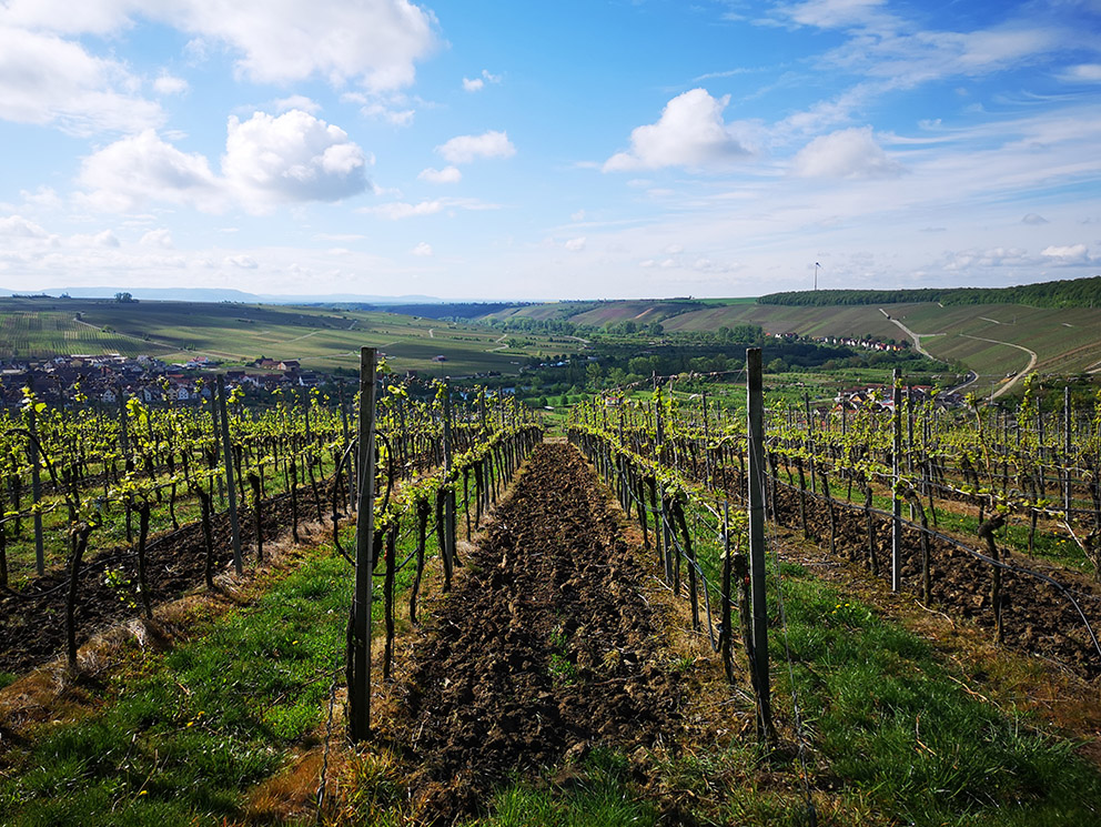 franken wine region